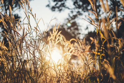 Close-up of dry plants on field during sunny day