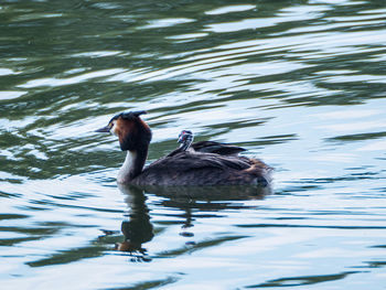 Ducks swimming in lake