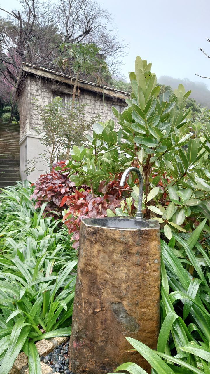 plant, tree, nature, growth, food and drink, food, leaf, green, plant part, no people, branch, flower, garden, day, healthy eating, wood, outdoors, freshness, wellbeing, low angle view, produce, vegetable, agriculture, fruit