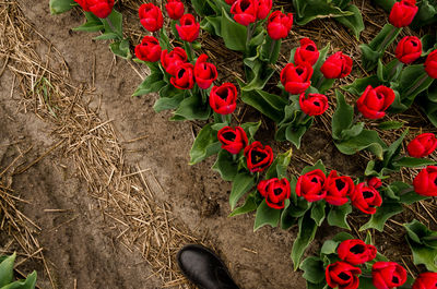 High angle view of red flowering plants