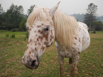 Spotted horse standing in a field, close up and front on. 