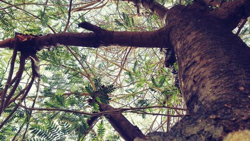 Trees growing in sunlight