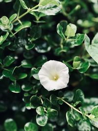 Close-up of white flowers blooming outdoors