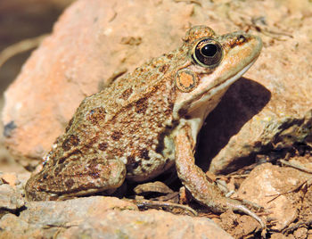 Close-up of frog on rock