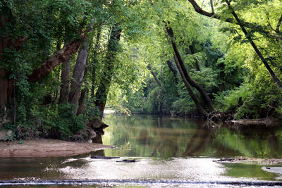 Scenic view of lake in forest