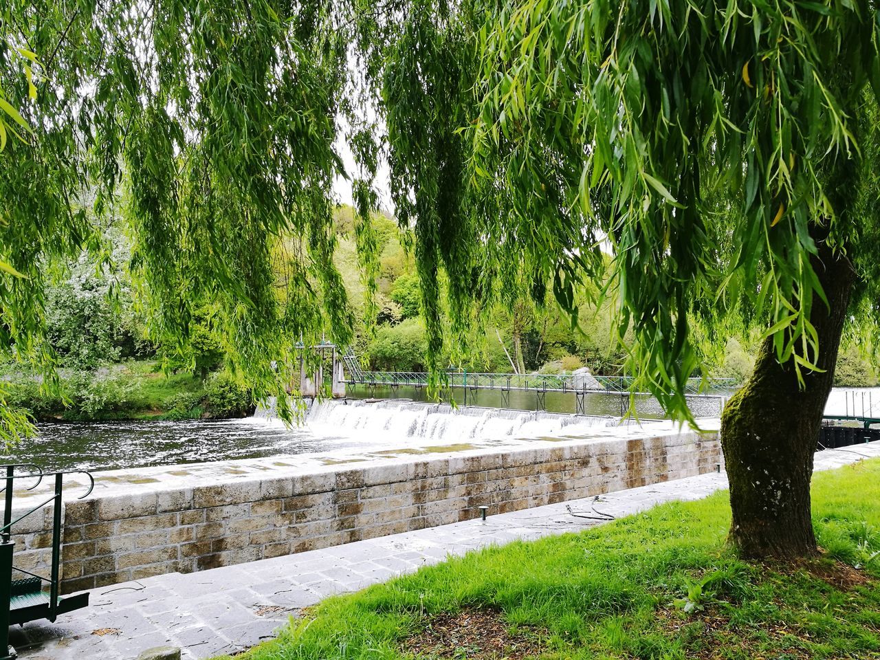 tree, nature, growth, green color, beauty in nature, forest, water, tranquility, outdoors, scenics, waterfall, no people, plant, grass, day