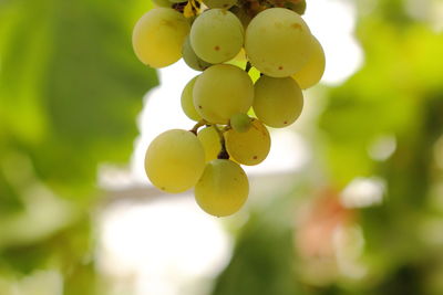 Close-up of grapes growing in vineyard