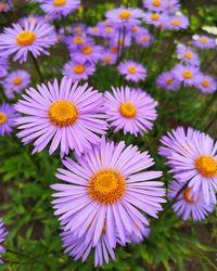 Close-up of white daisy flowers