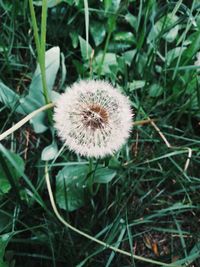 Close-up of dandelion flowers in field