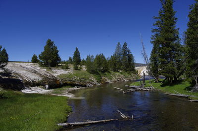 River amidst trees in forest against clear blue sky