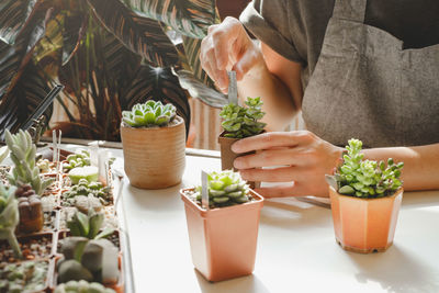 Midsection of woman holding potted plant