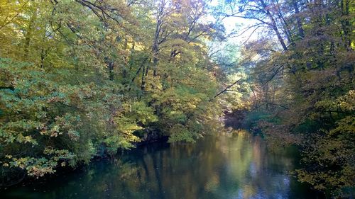 Trees by lake in forest during autumn