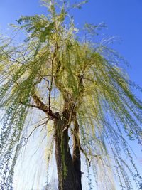 Low angle view of trees against clear blue sky