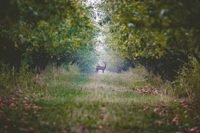 Side view of doe on grassy field amidst trees