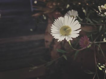 Close-up of white flower blooming outdoors