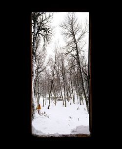 Bare tree in snow covered landscape