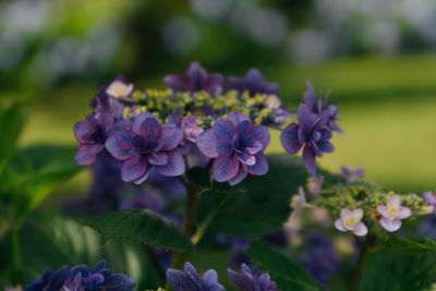 Close-up of purple flowering plant