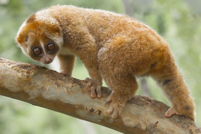 Nycticebus borneoanus in wildlife