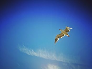 Low angle view of seagull flying against blue sky