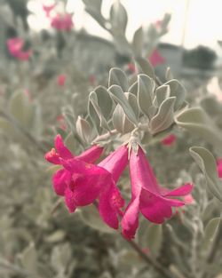 Close-up of pink flowers