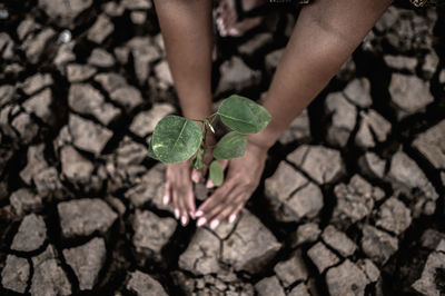 Cropped hands of woman holding plant on land