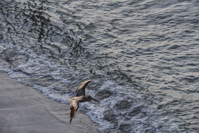 High angle view of seagull flying over sea