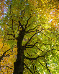 Trees in forest during autumn