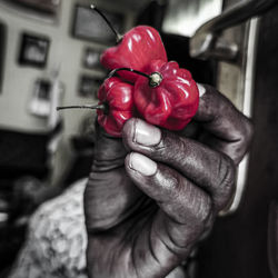 Close-up of hand holding red rose