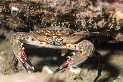 Close-up of crab in sea