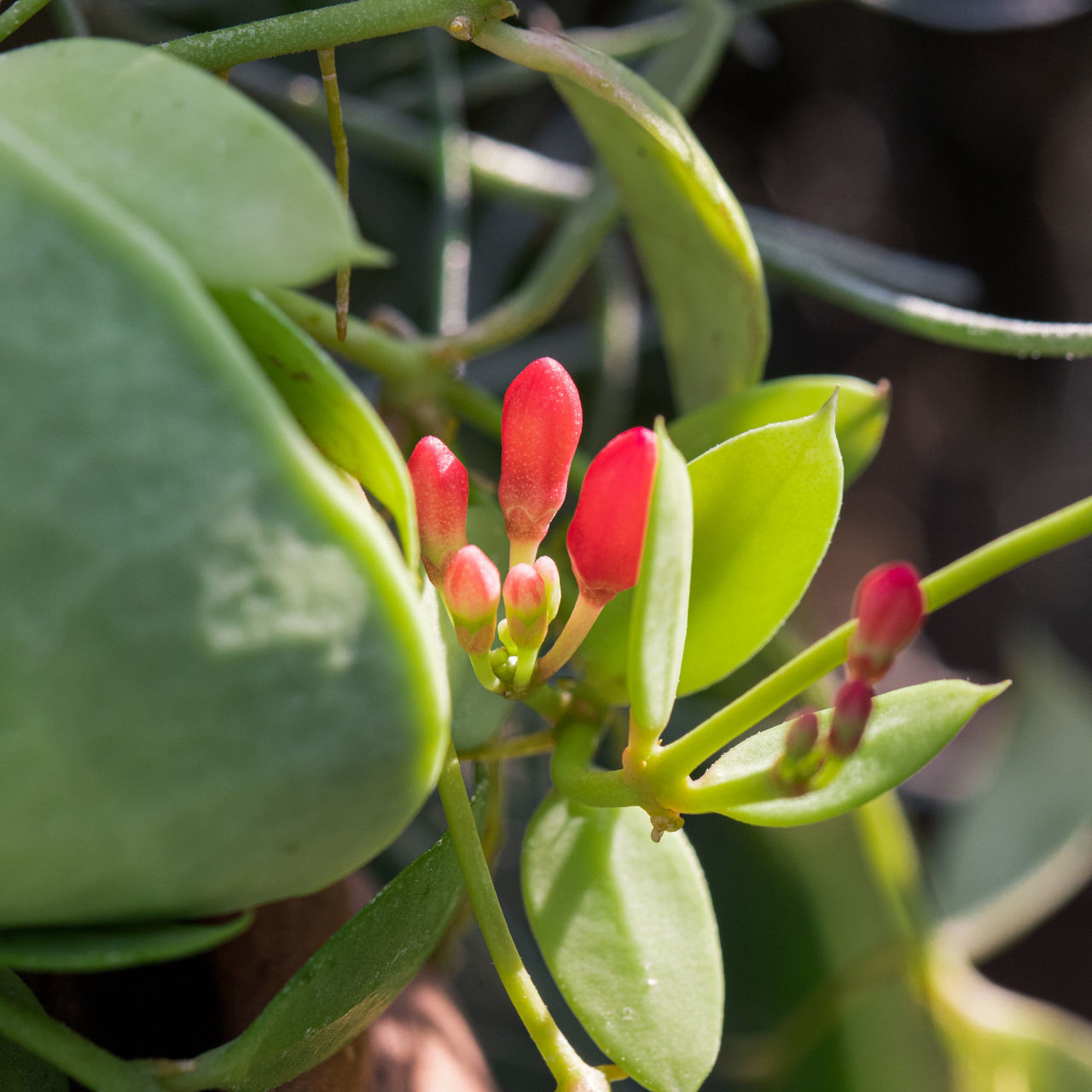 CLOSE-UP OF RED FLOWER BUDS