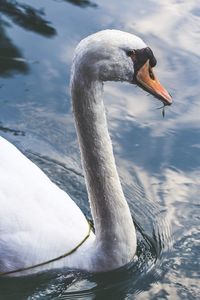 Close-up of swan swimming in lake