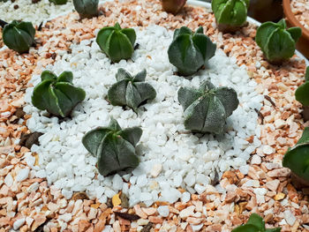 High angle view of vegetables on leaves