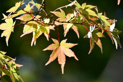 leaf