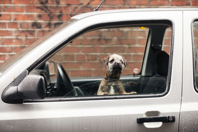 View of dog on car window