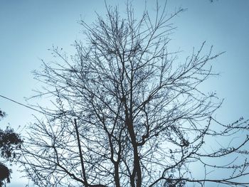 Low angle view of bare tree against clear sky