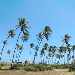 Palm trees on field against clear blue sky