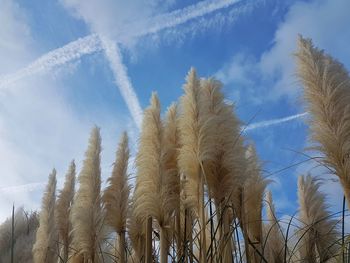 Low angle view of plants against sky