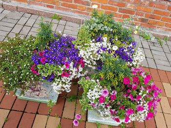 View of multi colored flowers