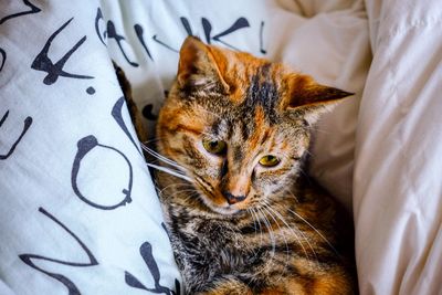 Close-up portrait of cat