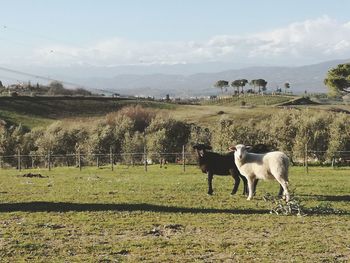 Horses grazing in a field