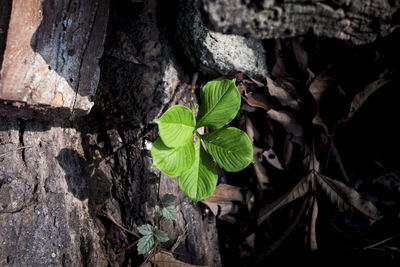 High angle view of leaves on tree trunk