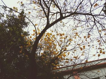 Low angle view of tree against sky