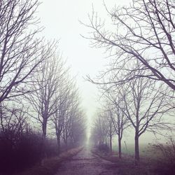 Road passing through bare trees
