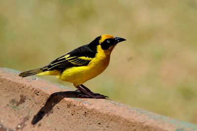 Close-up of bird perching outdoors