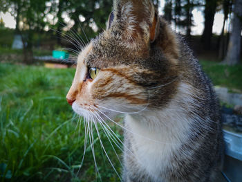 Close-up of a cat looking away