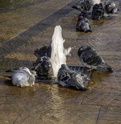 High angle view of birds on lake