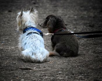 Dog sitting outdoors