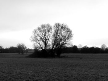 Trees on field against clear sky