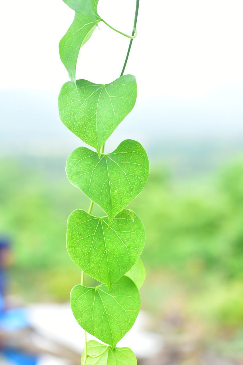 CLOSE-UP OF LEAVES ON PLANT