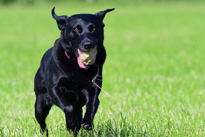 Action shot of a young black labrador retriever running through a field with a rock in it's mouth